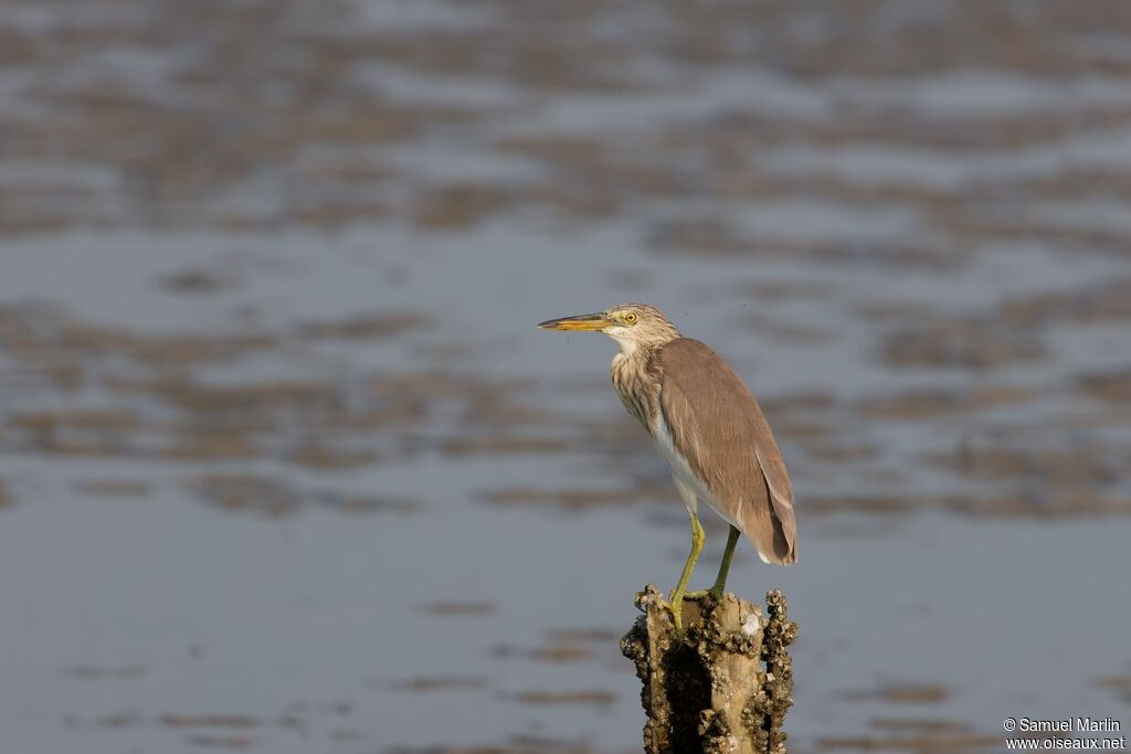 Javan Pond Heronadult