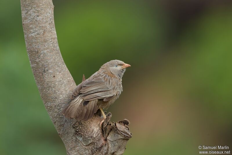 Yellow-billed Babbleradult