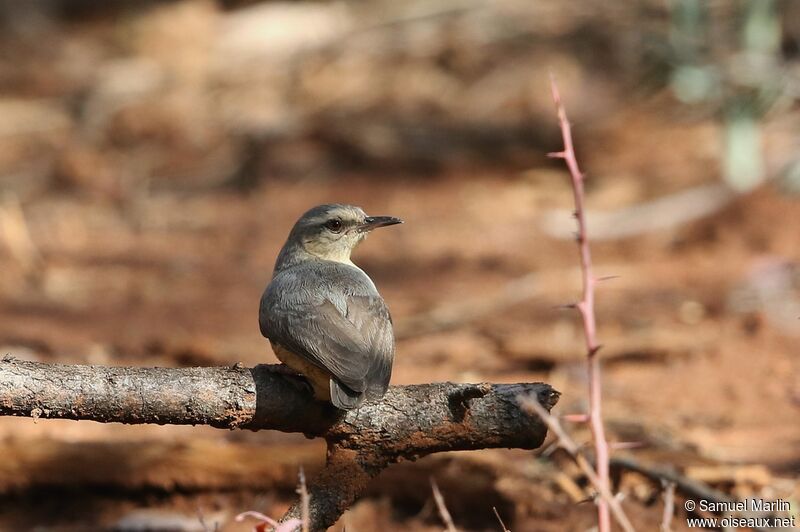 Long-billed Crombec