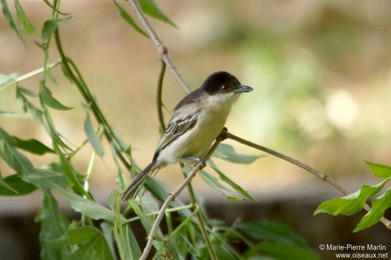 Northern Puffbackadult