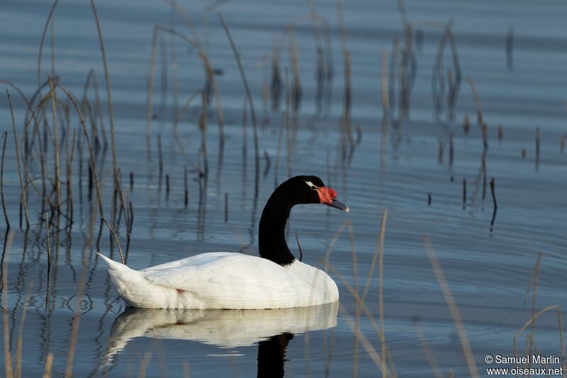 Cygne à cou noiradulte