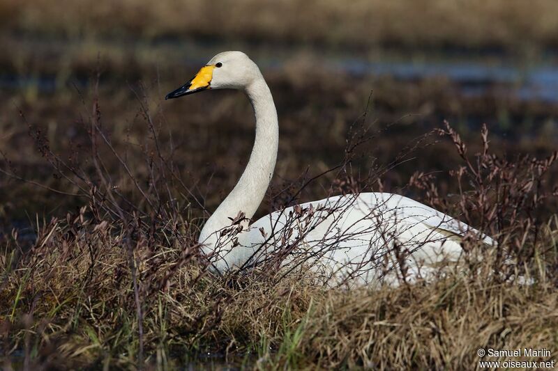 Cygne chanteuradulte