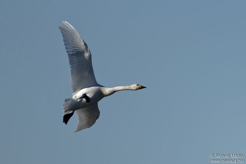 Cygne de Bewickadulte, Vol