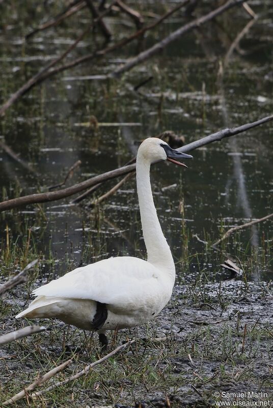 Cygne trompette femelle adulte