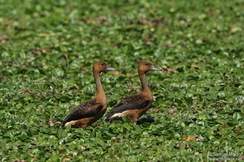 Dendrocygne fauve