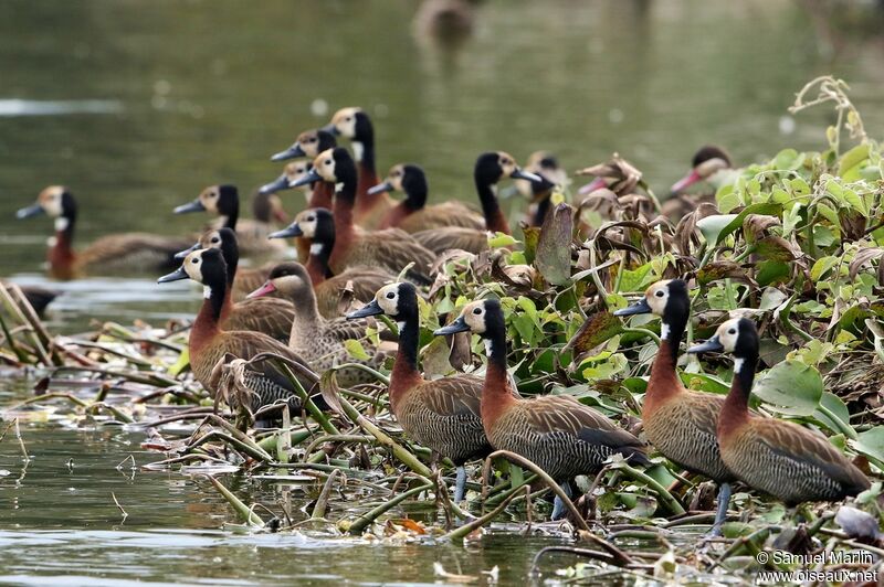 White-faced Whistling Duckadult