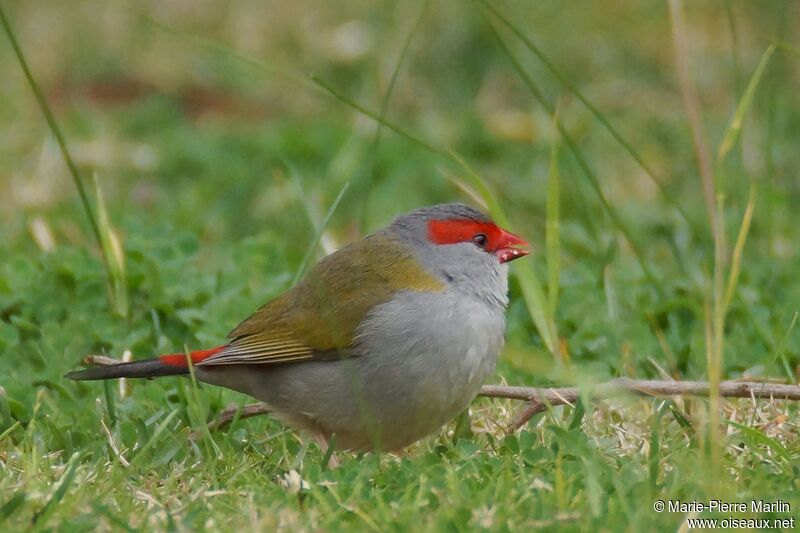 Red-browed Finch