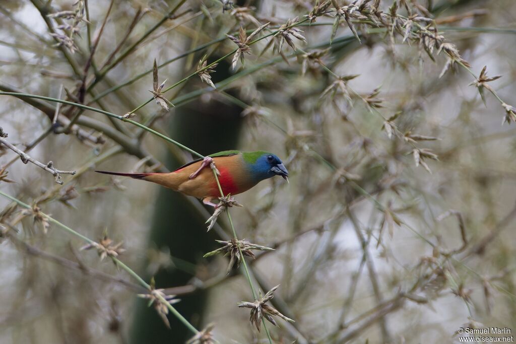 Pin-tailed Parrotfinchadult