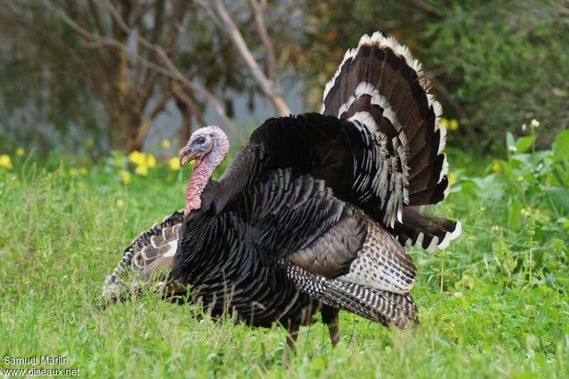 Wild Turkey male adult breeding, courting display