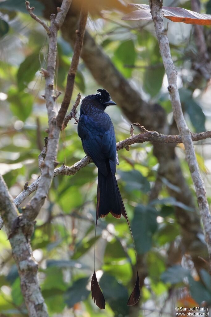 Greater Racket-tailed Drongo male adult