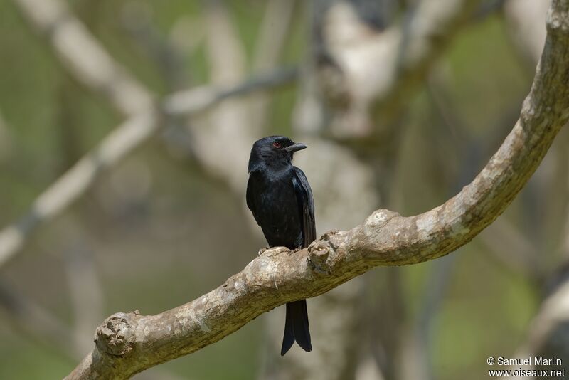 Drongo brillantadulte