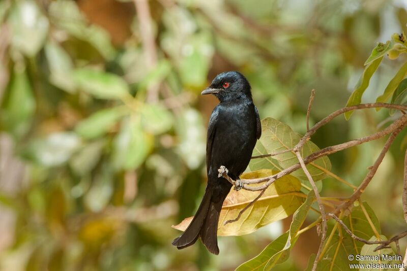 Fork-tailed Drongo