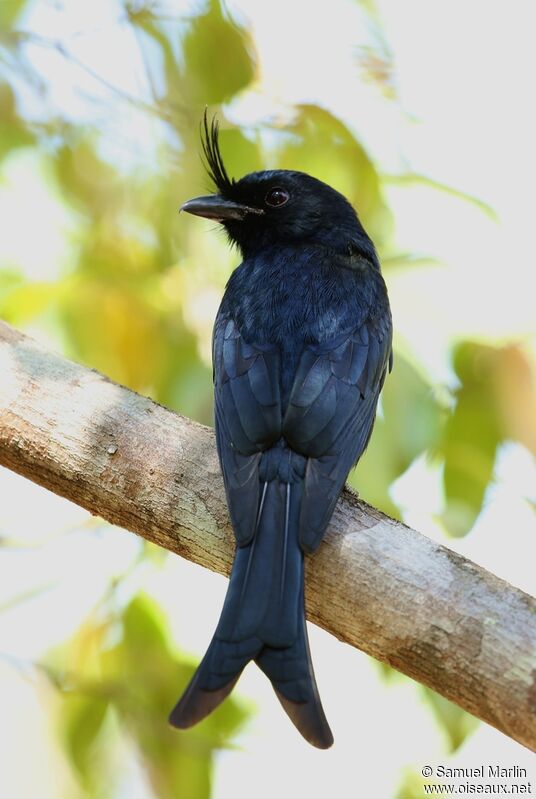 Drongo malgacheadulte