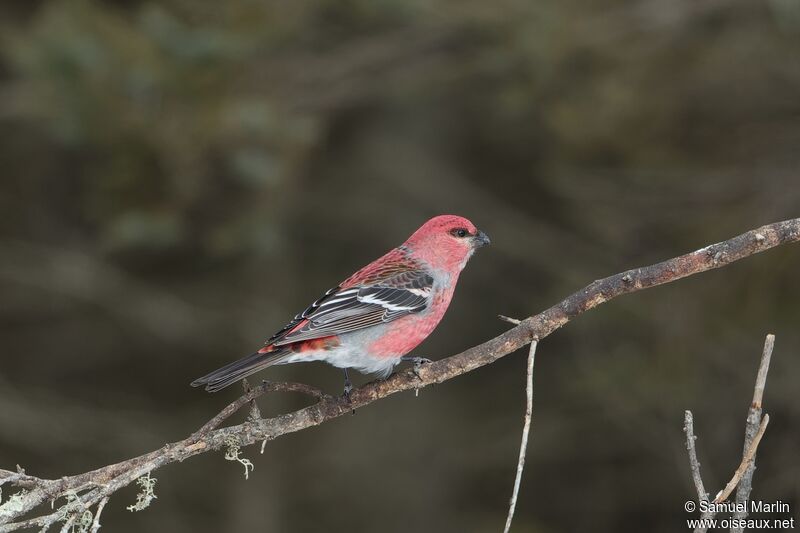 Pine Grosbeak male adult