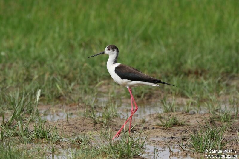 Black-winged Stilt male adult