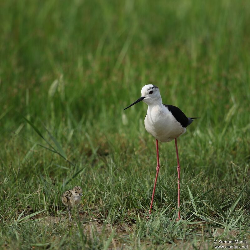 Black-winged Stilt