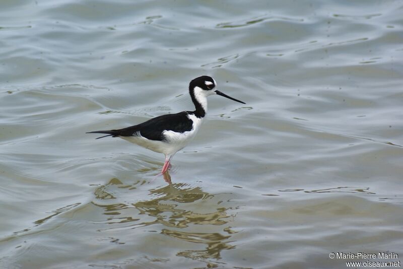 Black-necked Stilt male adult