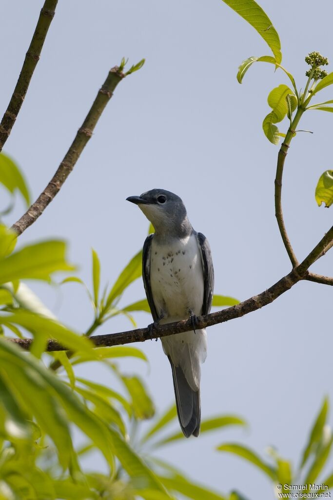 Échenilleur à ventre blanc