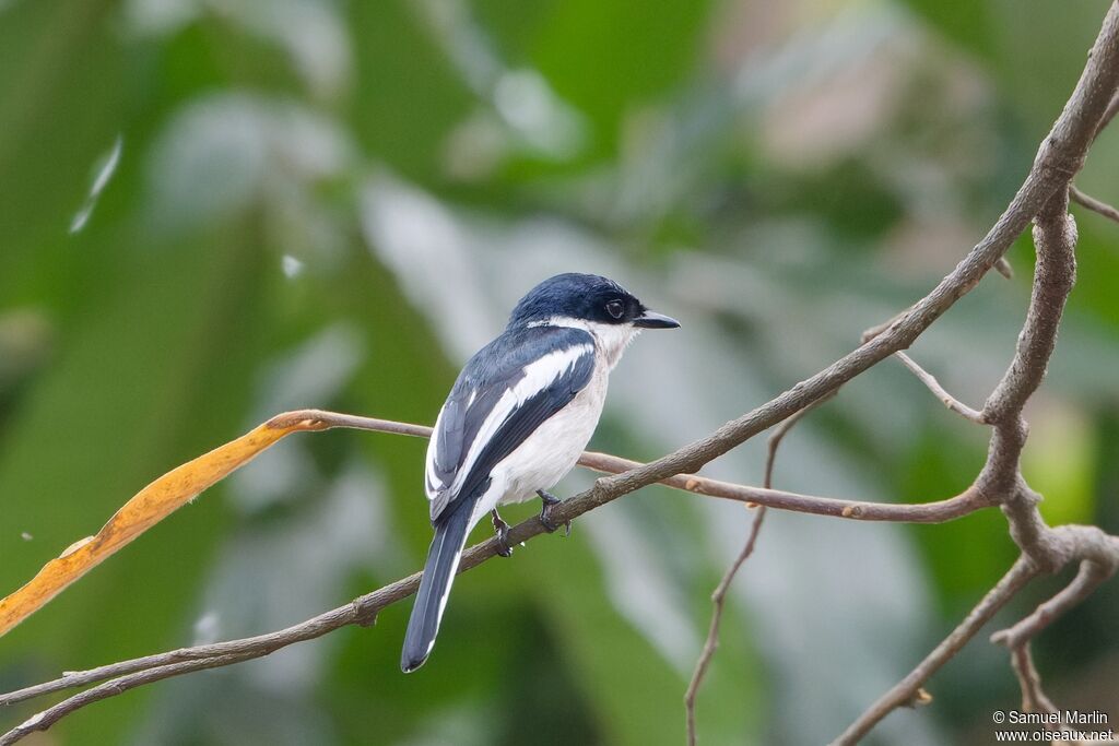 Bar-winged Flycatcher-shrikeadult