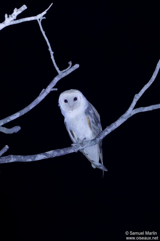 American Barn Owl