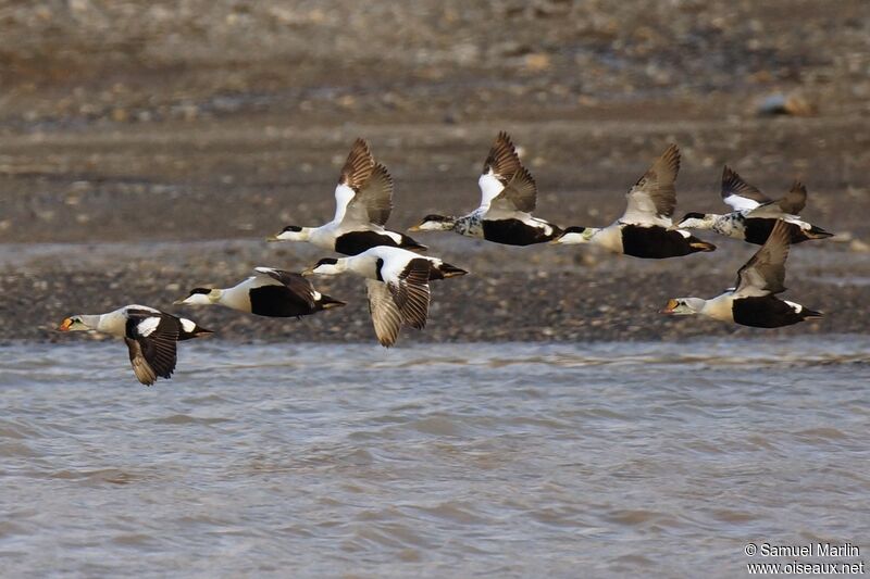 Common Eider, Flight