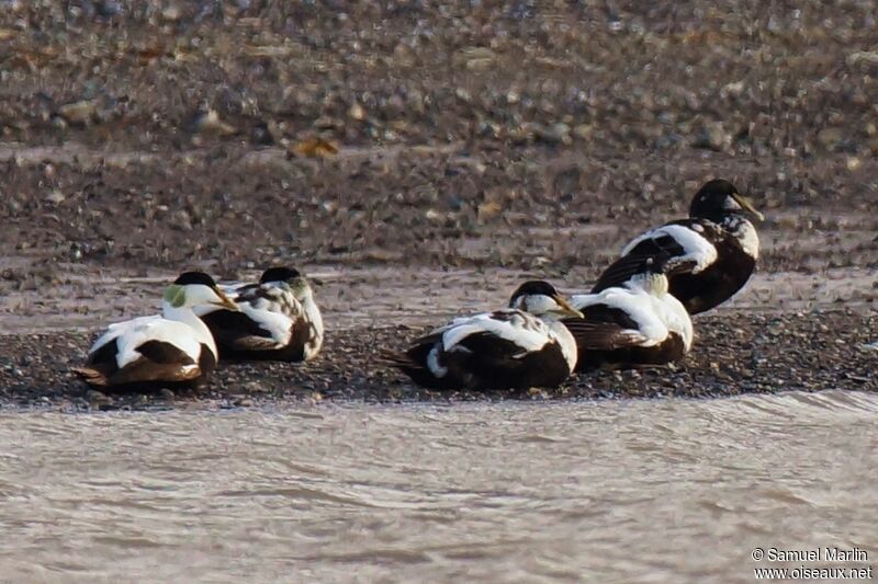 Common Eider male adult