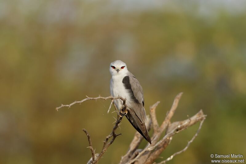 Black-winged Kiteadult