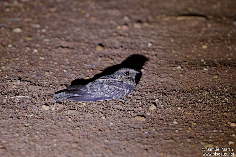 Scissor-tailed Nightjar female adult