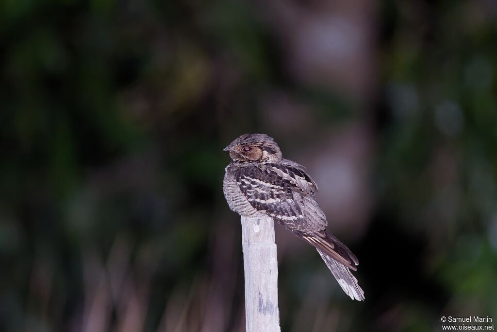 Large-tailed Nightjar