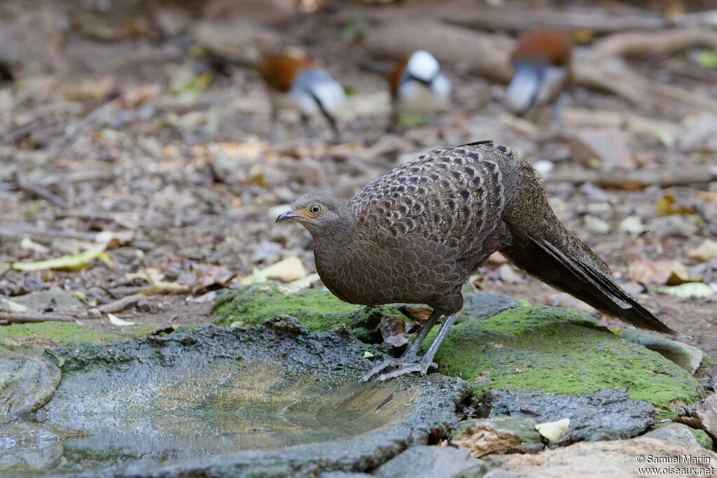 Éperonnier chinquis femelle adulte, boit