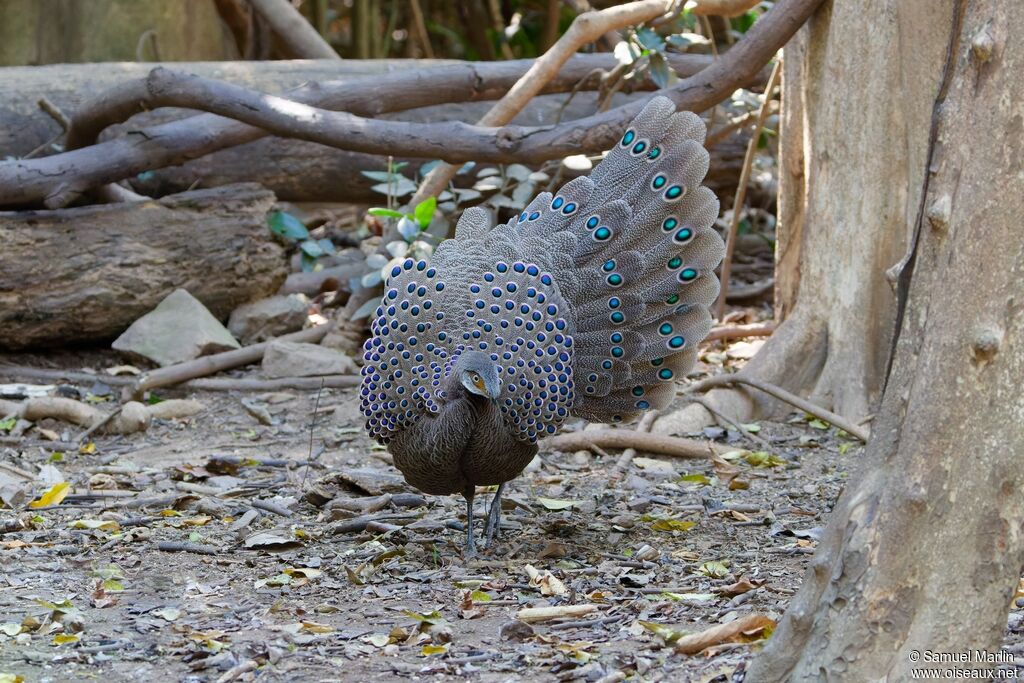 Grey Peacock-Pheasant