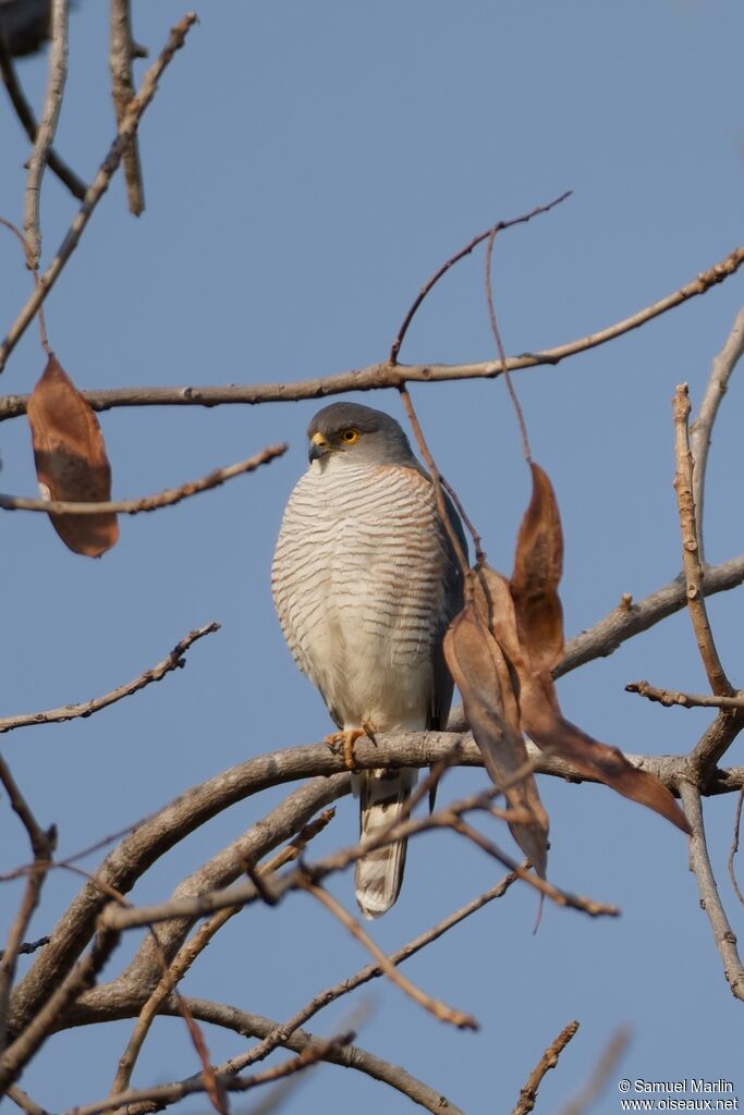 Épervier minuleadulte