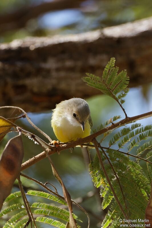 Senegal Eremomelaadult