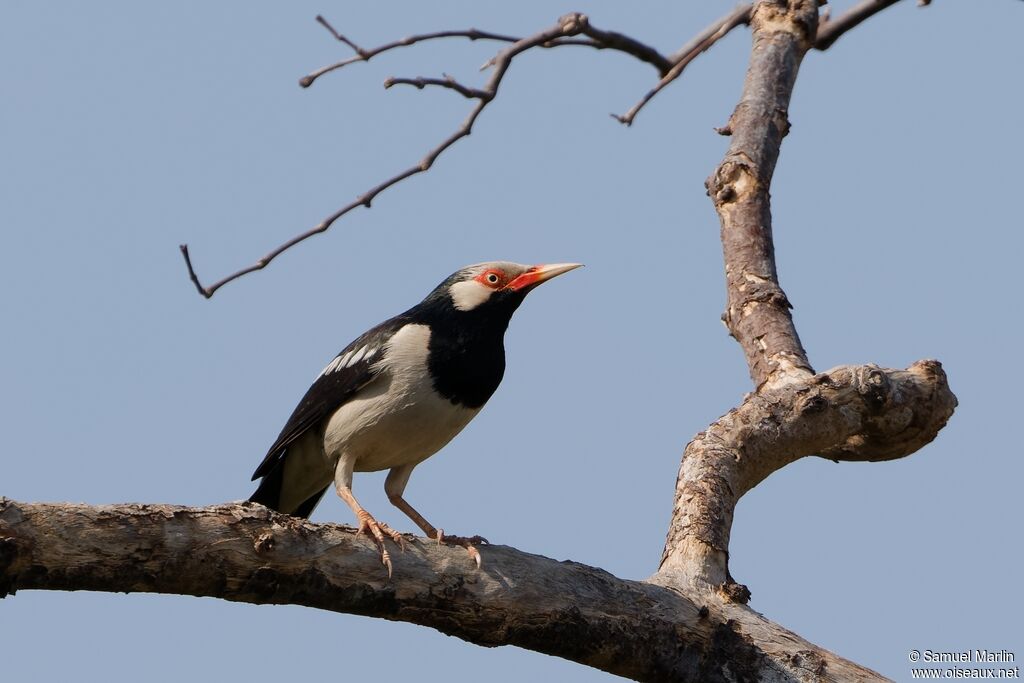 Siamese Pied Mynaadult