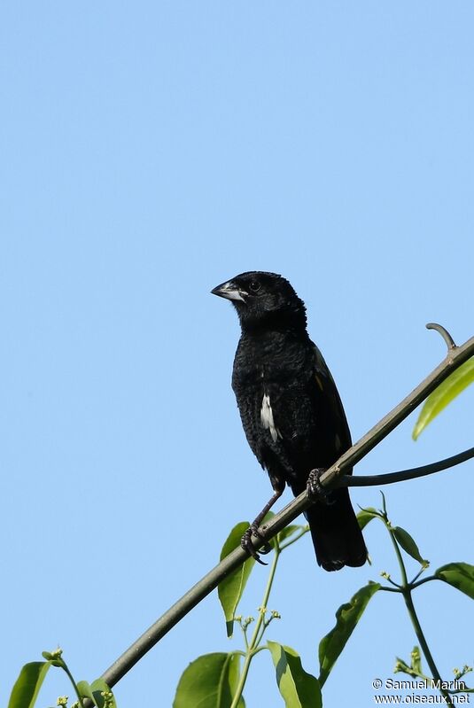 White-winged Widowbirdadult