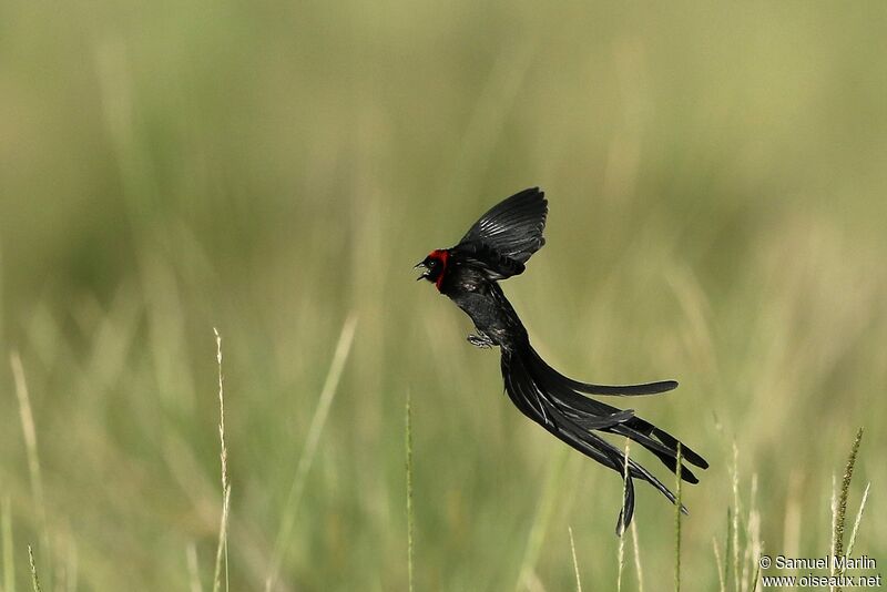 Euplecte à nuque rouge