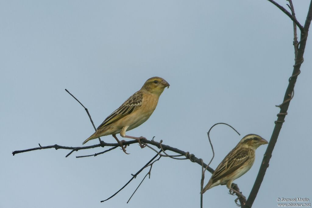 Black-winged Red Bishop