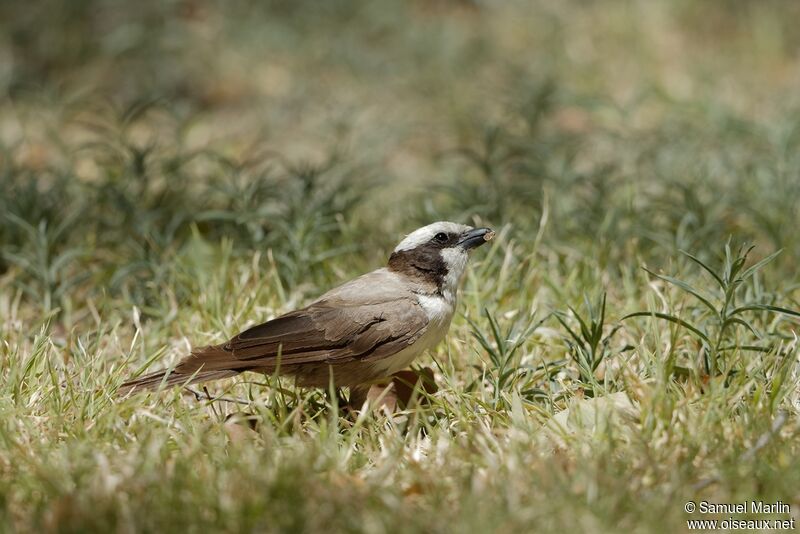 Southern White-crowned Shrikeadult, eats