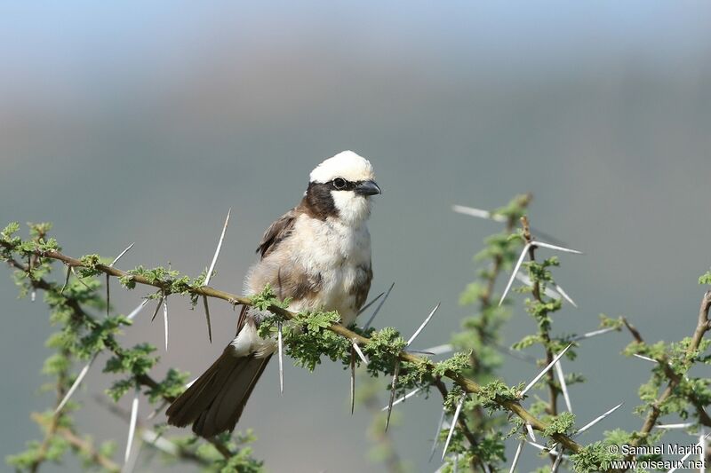 Northern White-crowned Shrikeadult