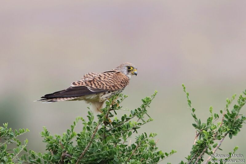 Common Kestrel