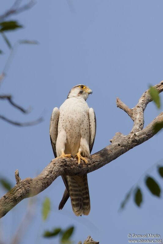 Lanner Falconadult