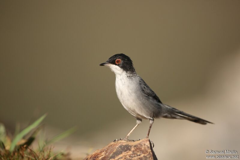 Sardinian Warbler male adult