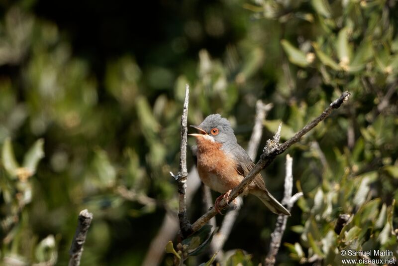 Western Subalpine Warbleradult