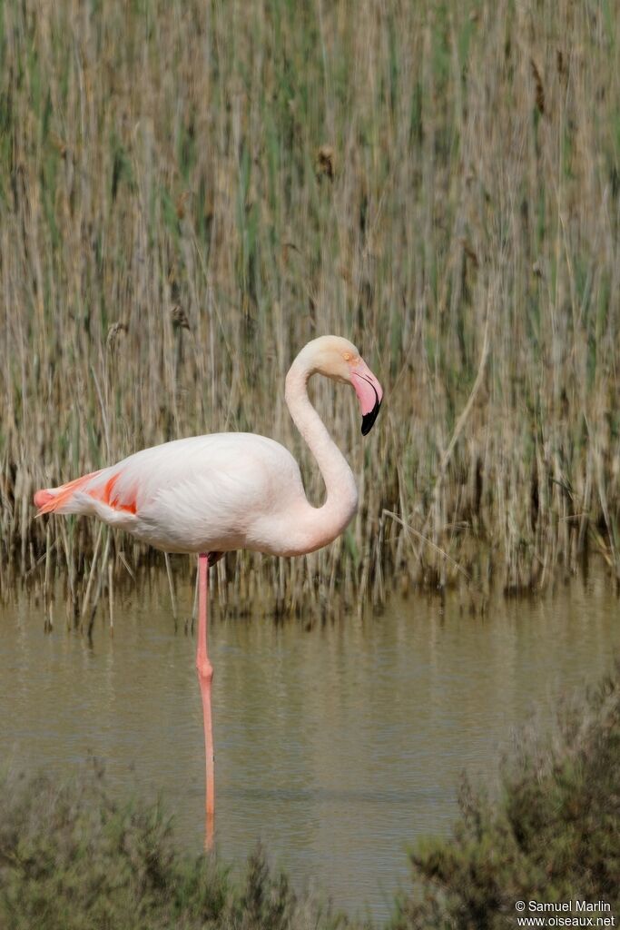 Greater Flamingo