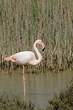Flamant rose