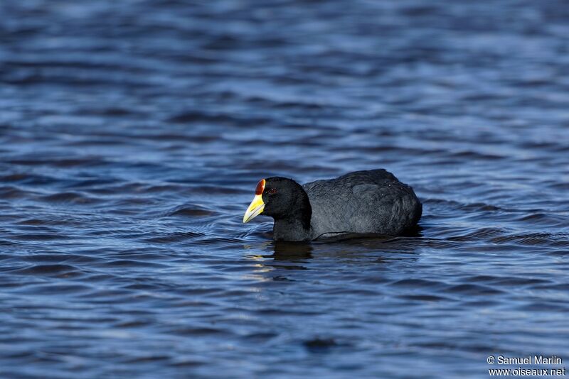 Andean Cootadult