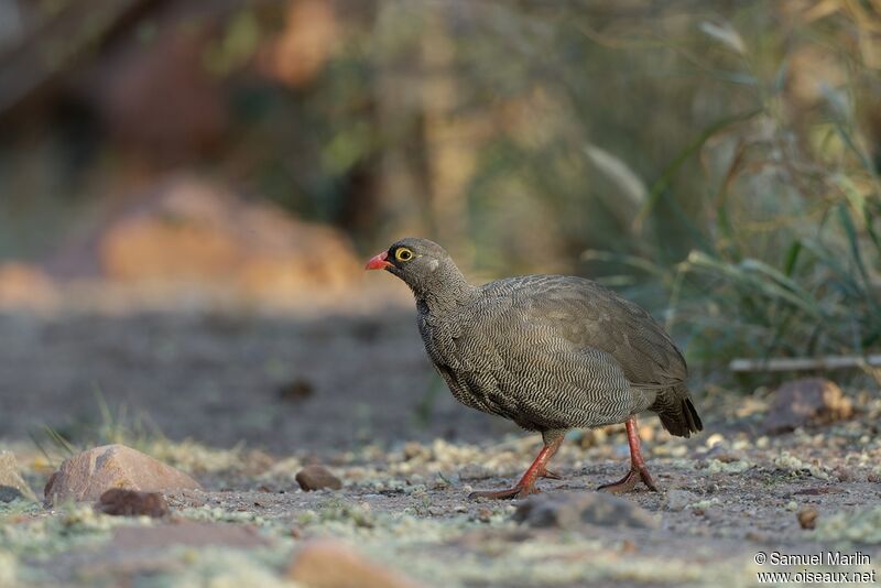 Francolin à bec rougeadulte