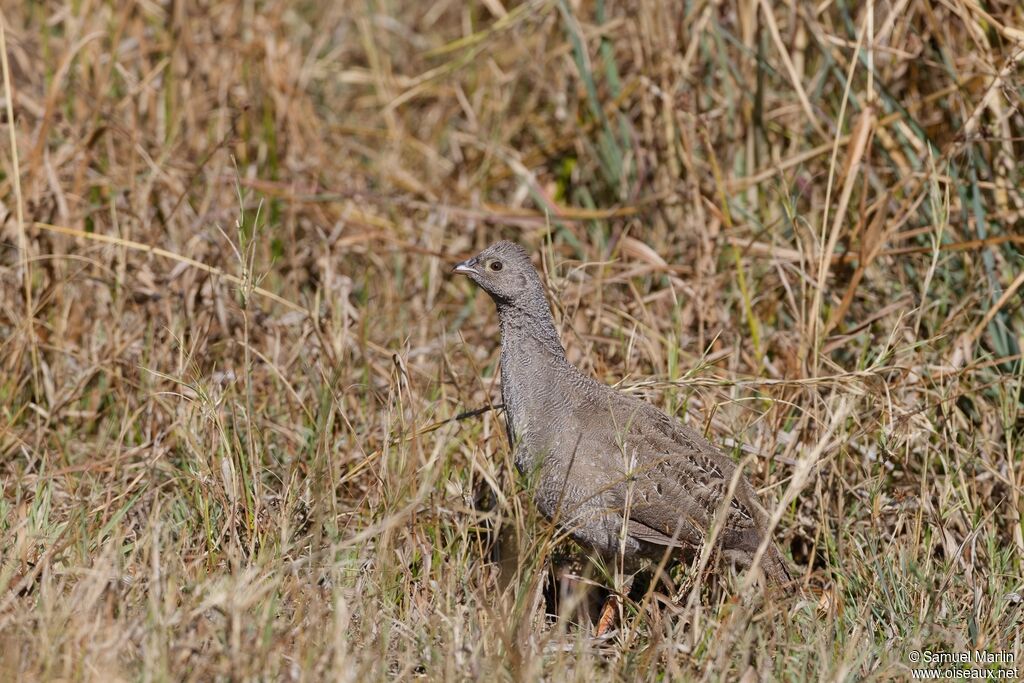 Francolin à bec rouge femelle adulte