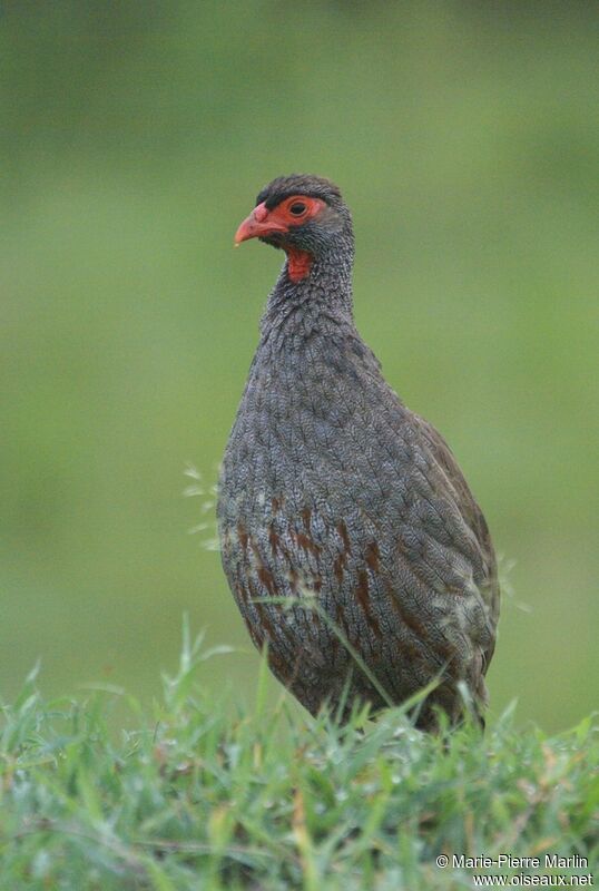 Francolin à gorge rougeadulte