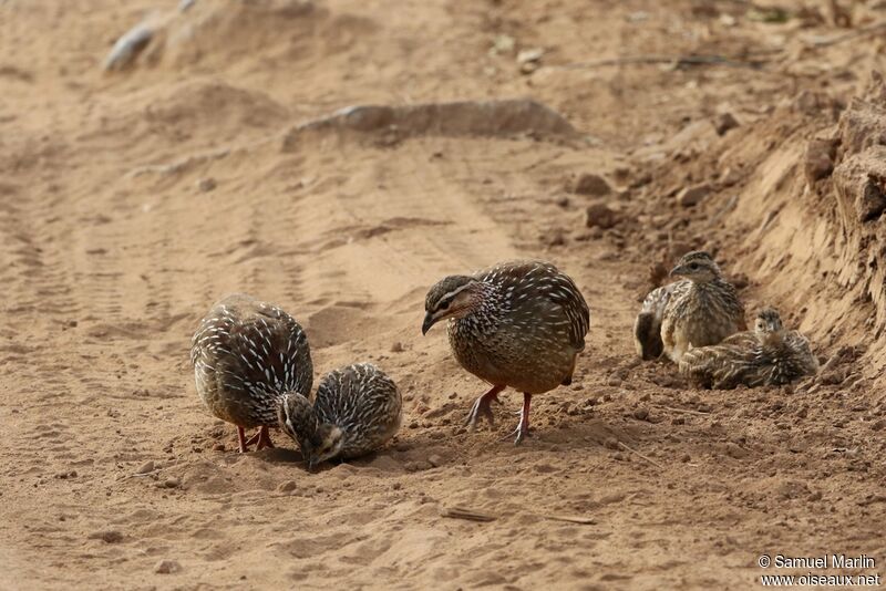 Crested Francolin, eats